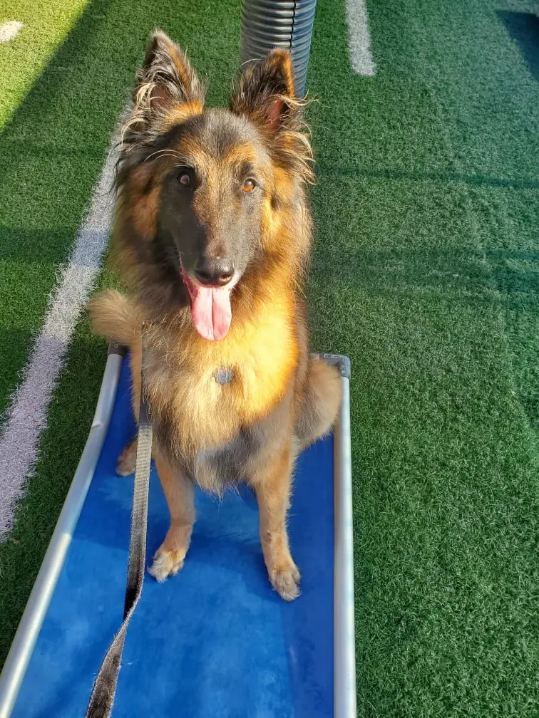 Happy Belgian Tervuren dog with tongue out sitting on artificial turf.-Dog Training, Jacksonville, FL