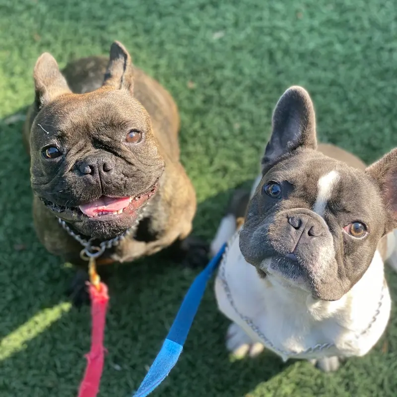 Smiling French Bulldogs looking up during outdoor dog training session-Jacksonville, FL