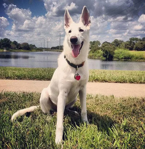 White German Shepard sitting after board and train program-Jacksonville FL