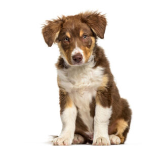 Border-Collie-puppy Border-Collie-puppy