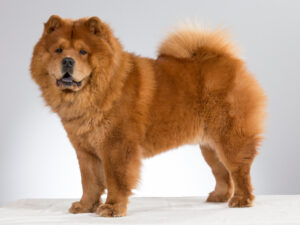 Chow Chow dog with thick fur and curled tail – obedience training at Unleash Fido Jacksonville what is the best dog for first-time owners