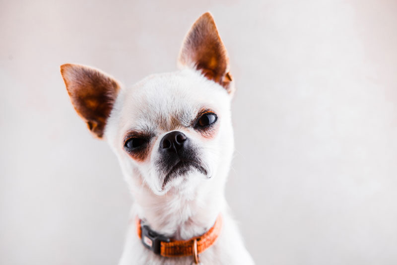 Evil Chihuahua looks into the camera