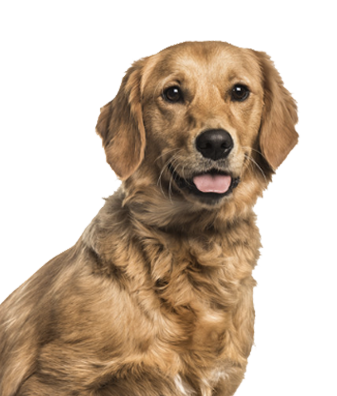 advanced obedience in Jacksonville and Tampa, FL