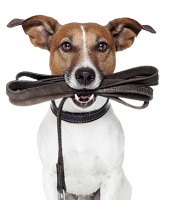 basic obidence training acksonville and Tampa, FL
