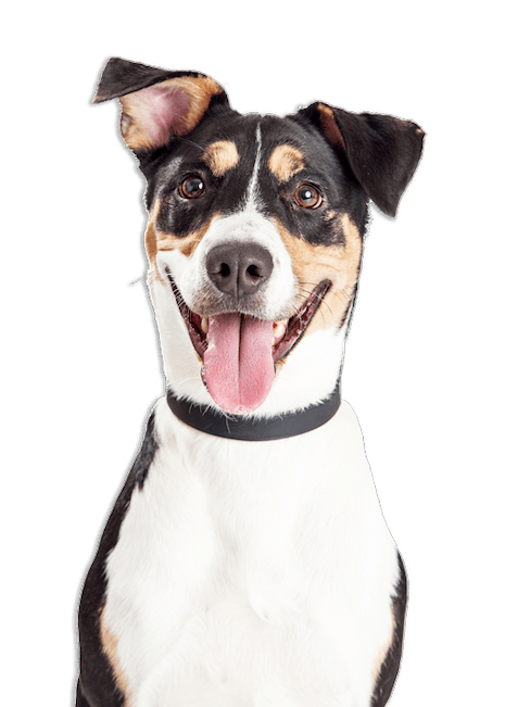 Experienced Dog Trainers In Jacksonville, FL & Tampa