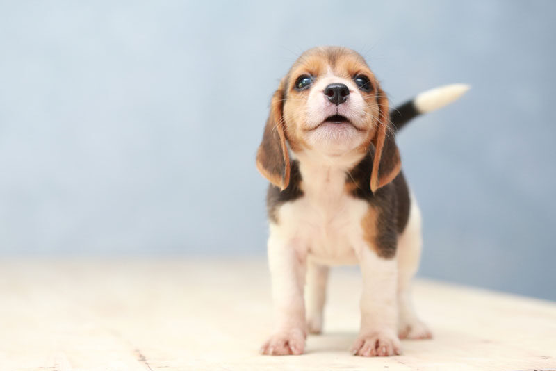 cute beagle puppy