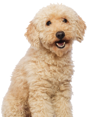 boarding training in Jacksonville and Tampa, FL