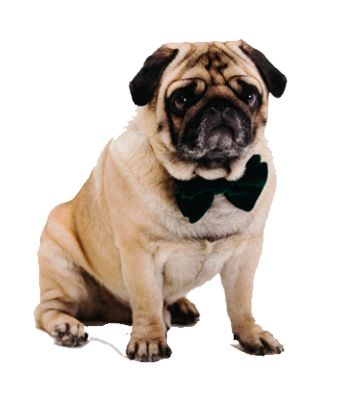 puppy foundation acksonville and Tampa, FL