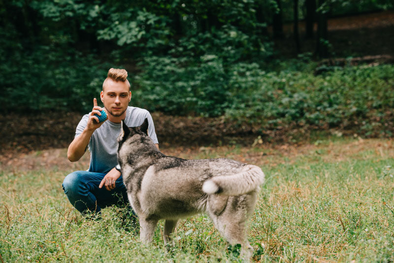 young man playing ball with husky dog in park