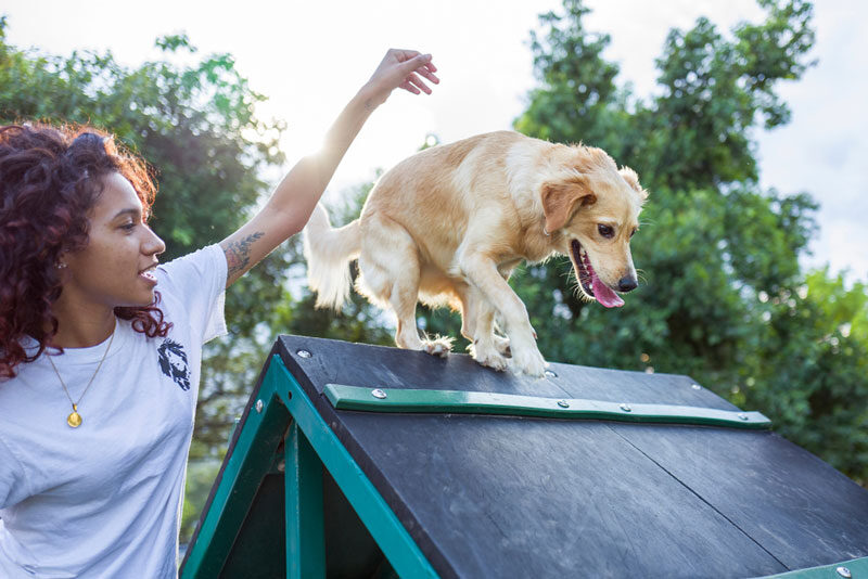 Manners and Dog Obedience Training Services in Jacksonville and Tampa, FL