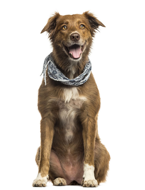 Dog Board & Train Services in Jacksonville and Tampa 
