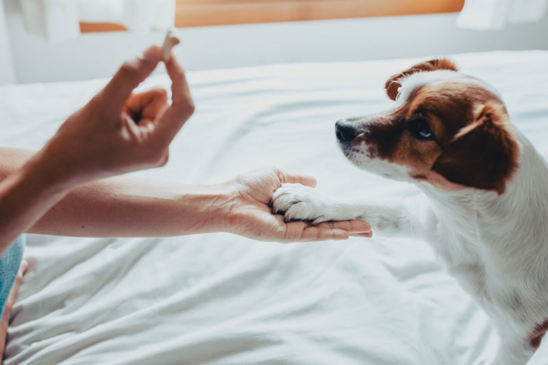 Manners and Dog Obedience Training Services in Jacksonville and Tampa, FL