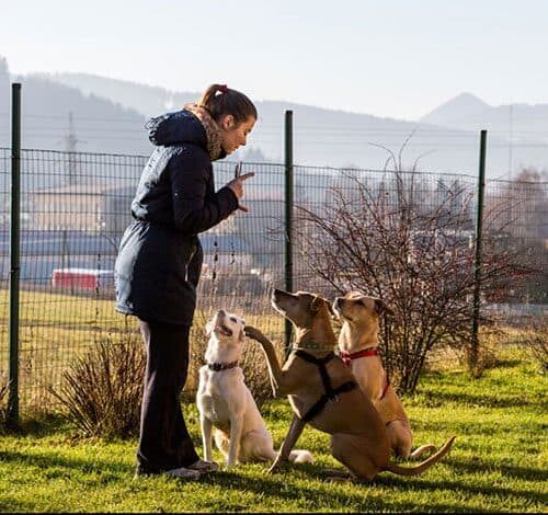 Woman instructing dogs outside