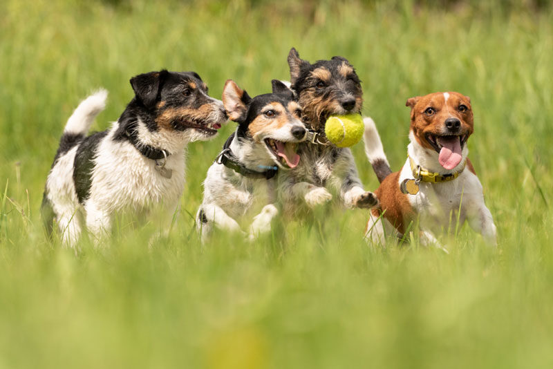 a cute pack of Jack Russell Terriers