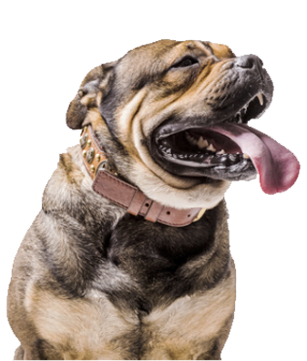dog behavior modification in Jacksonville and Tampa, FL