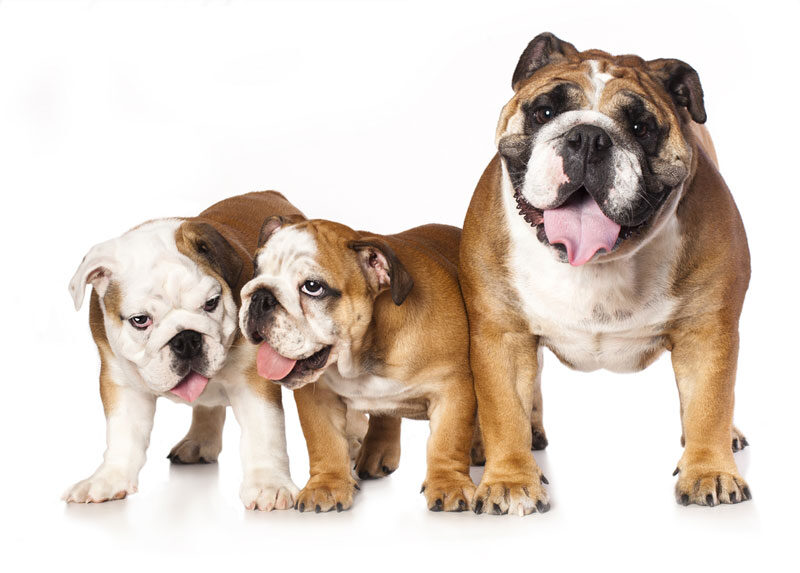 expert dog trainer in Jacksonville and Tampa, FL