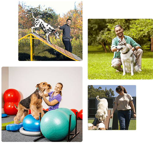 dog trainers